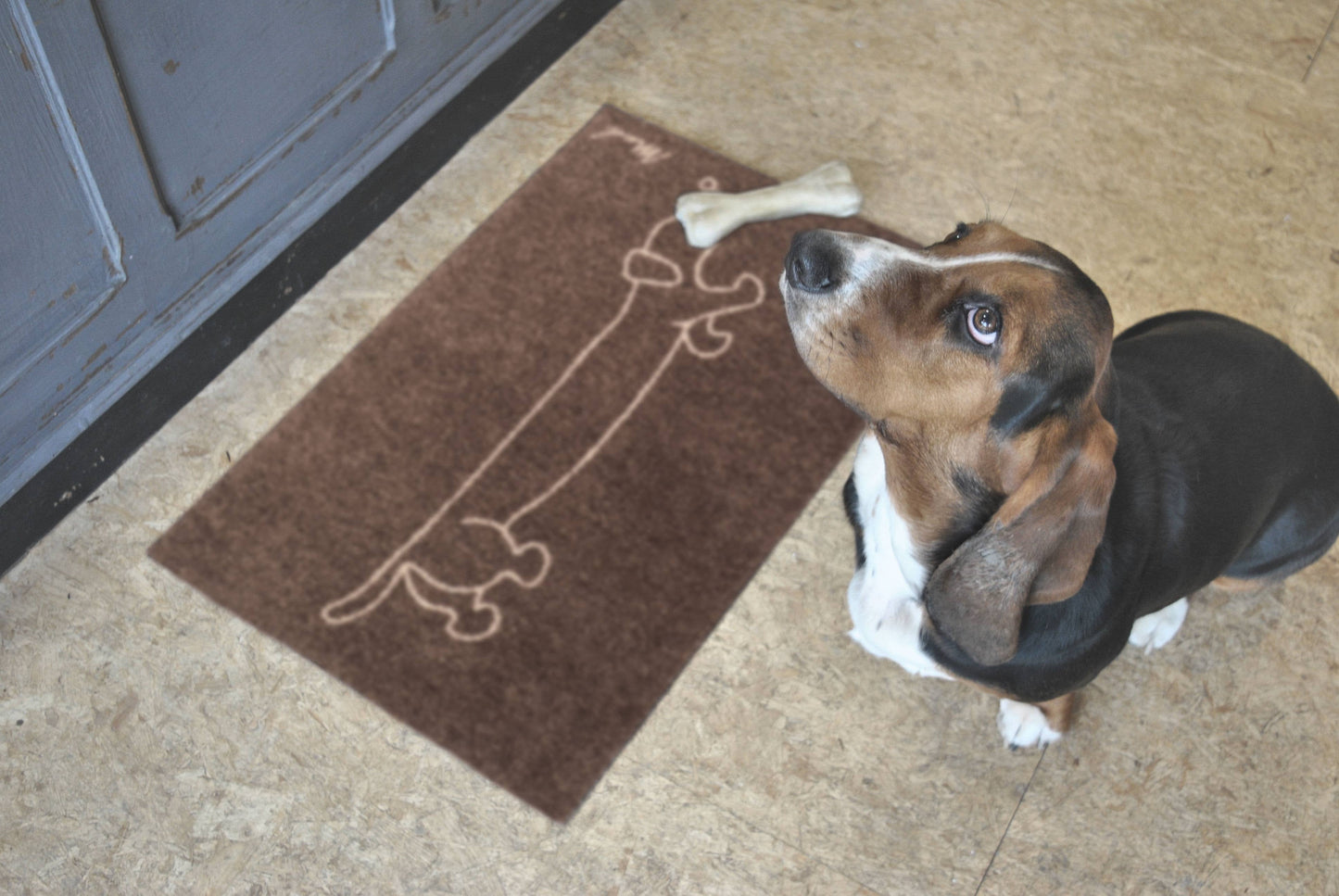Sausage Dog